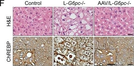 CHREBP Antibody - BSA Free