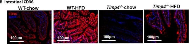 CD36 Antibody - BSA Free