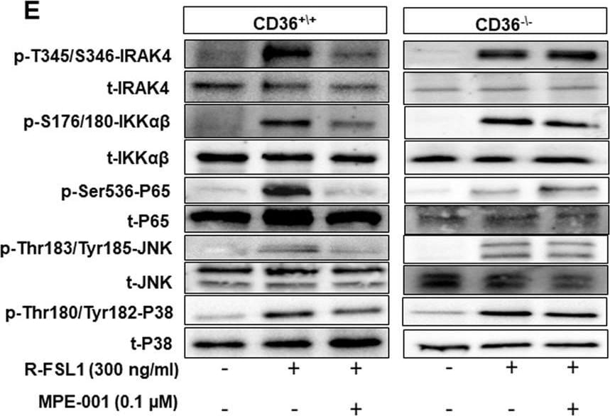 CD36 Antibody - BSA Free