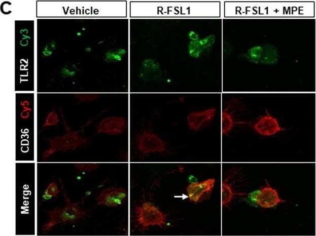 CD36 Antibody - BSA Free
