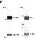 Alix Antibody - BSA Free Simple Western: Alix Antibody - BSA Free [NBP1-49701] -