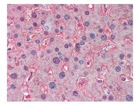 Apolipoprotein A-I/ApoA1 Antibody