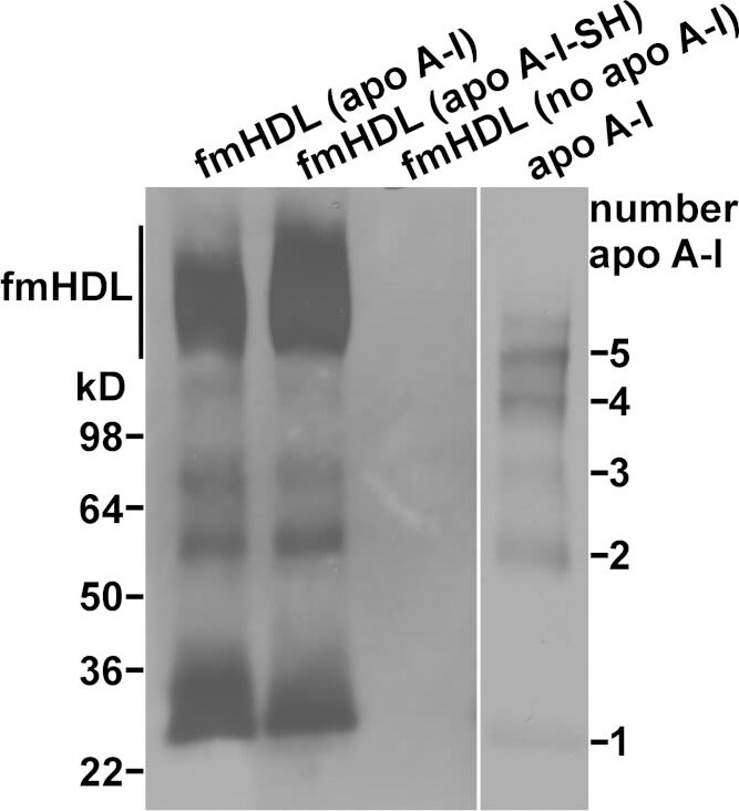 Apolipoprotein A-I/ApoA1 Antibody