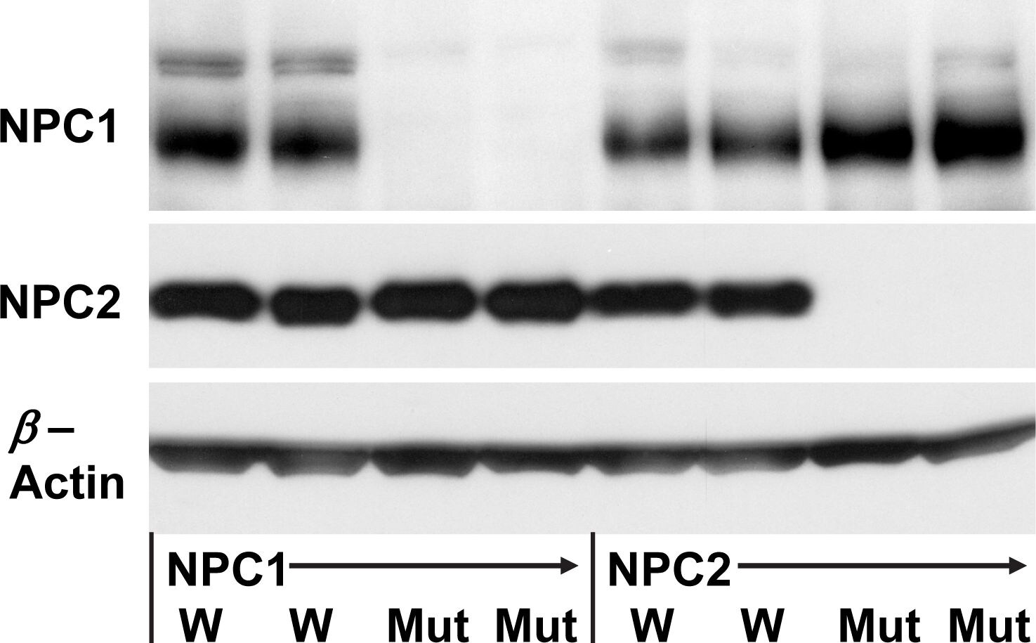 Niemann-Pick C1 Antibody - BSA Free