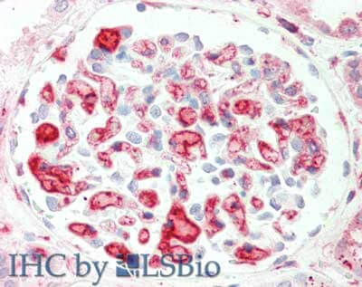 Apolipoprotein C-II/ApoC2 Antibody