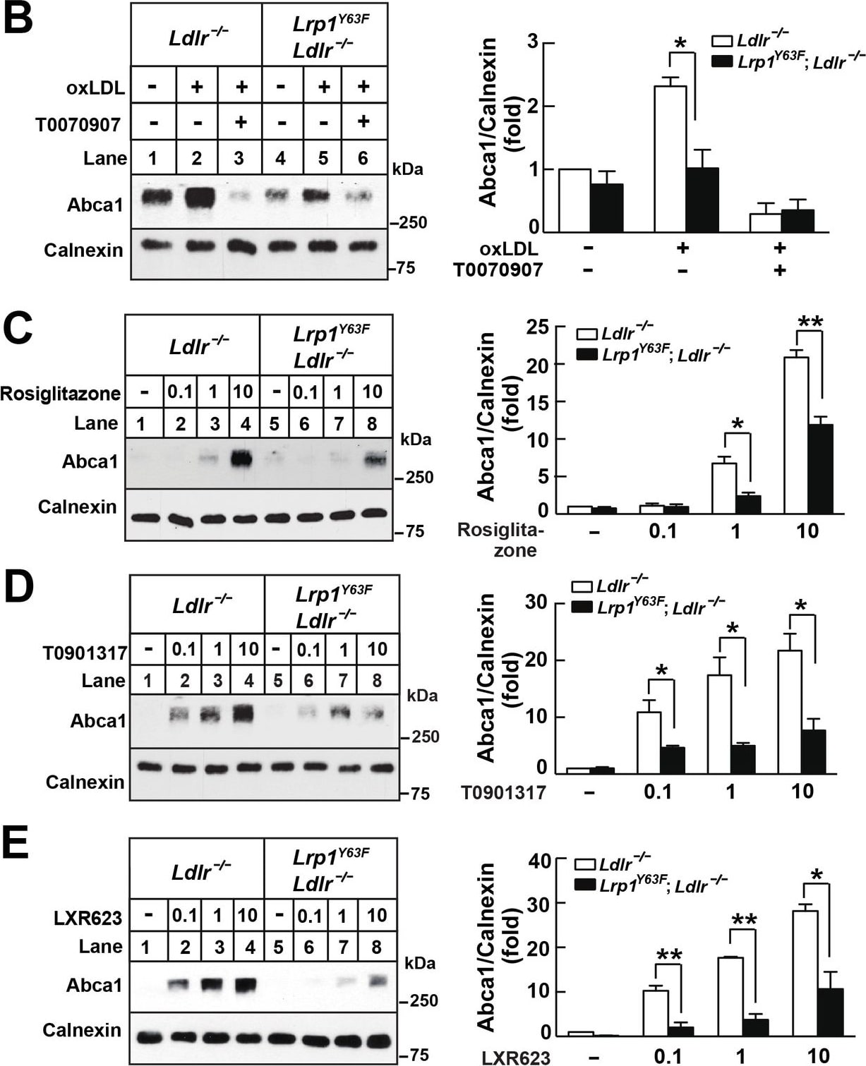 ABCA1 Antibody (3A1.891.3)
