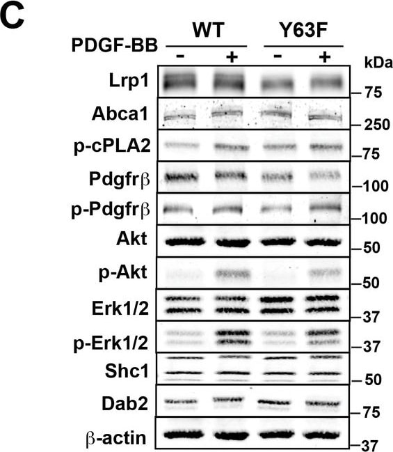 ABCA1 Antibody (3A1.891.3)