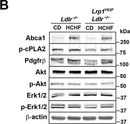 ABCA1 Antibody (3A1.891.3)