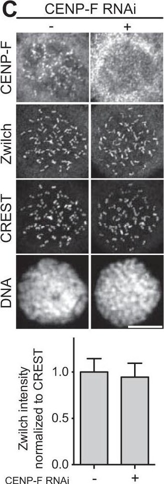CENPF Antibody - BSA Free