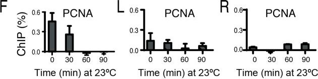 PCNA Antibody (PC10)