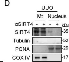 PCNA Antibody (PC10) - BSA Free