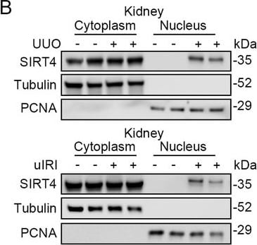 PCNA Antibody (PC10) - BSA Free