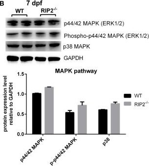 p38 alpha [p Thr180, p Tyr182] Antibody