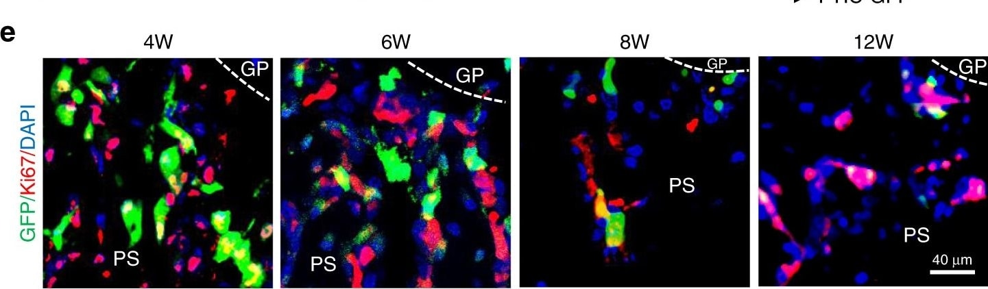 Ki67/MKI67 Antibody - BSA Free