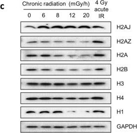 Histone H3 Antibody - BSA Free