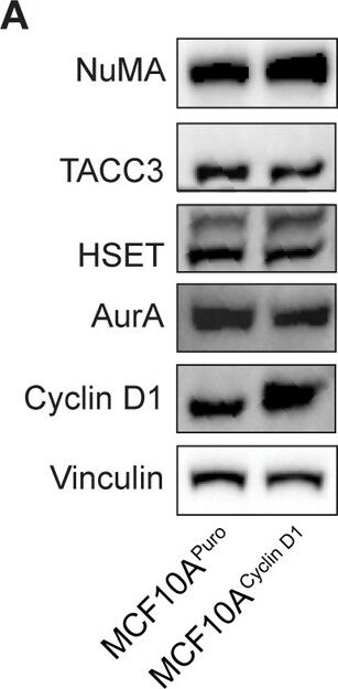 NuMA Antibody - BSA Free