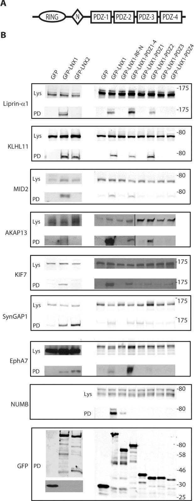 Numb Antibody - BSA Free
