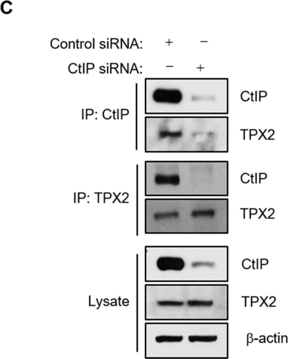TPX2 Antibody - Azide and BSA Free