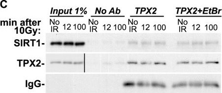 TPX2 Antibody