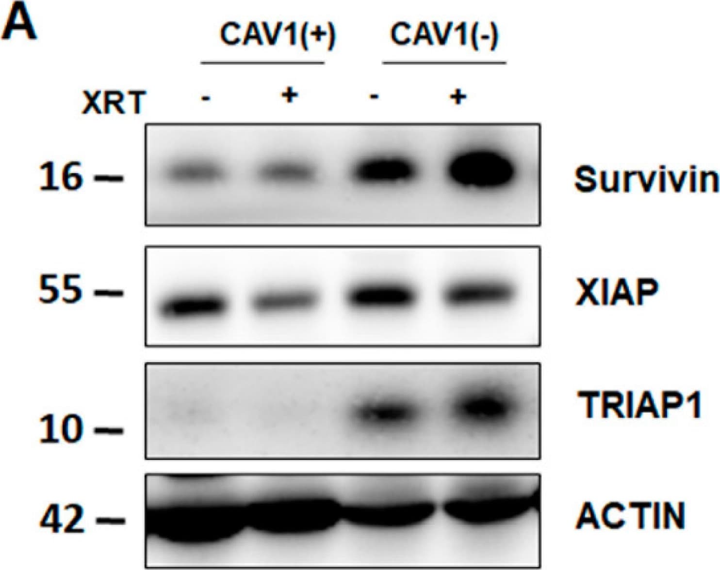 Survivin Antibody - BSA Free