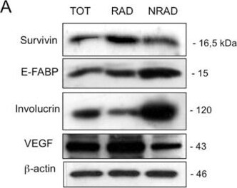 Survivin Antibody - BSA Free