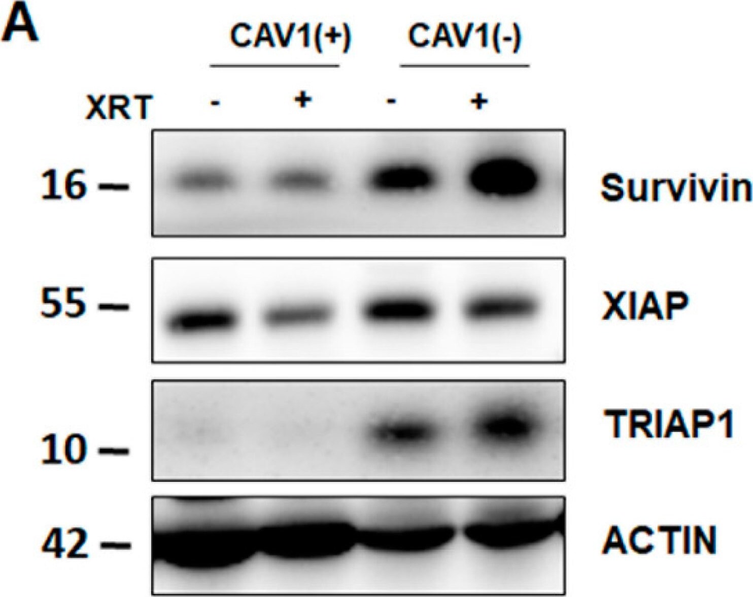 Survivin Antibody - BSA Free