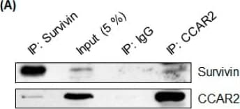 Survivin Antibody - BSA Free