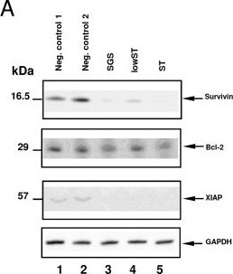 Survivin Antibody - BSA Free