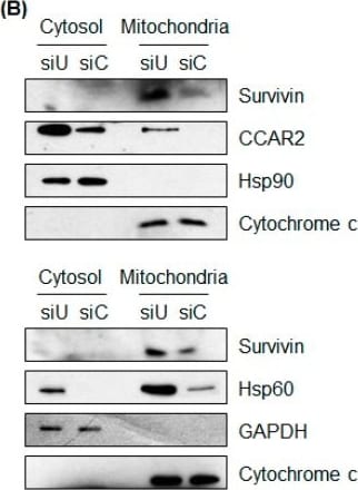 Survivin Antibody - BSA Free