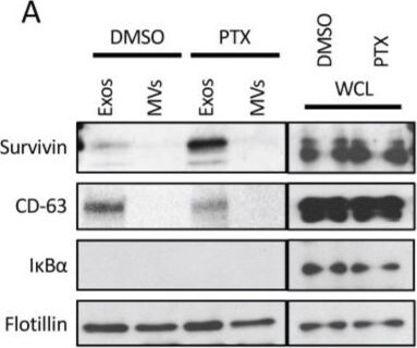 Survivin Antibody - BSA Free