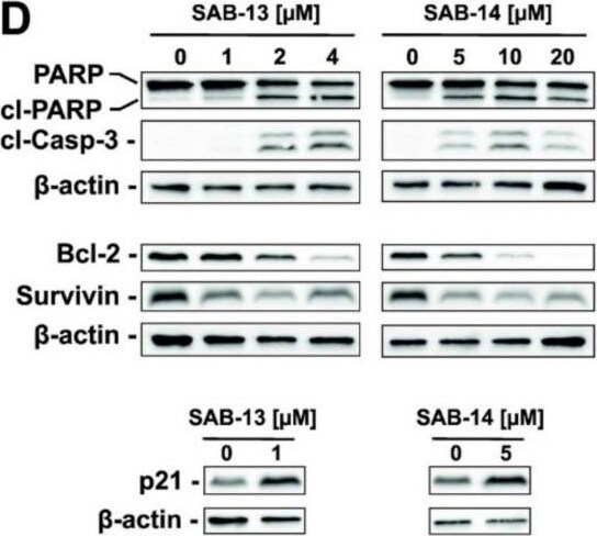Survivin Antibody - BSA Free