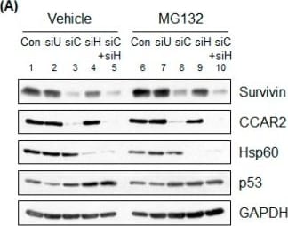 Survivin Antibody - BSA Free