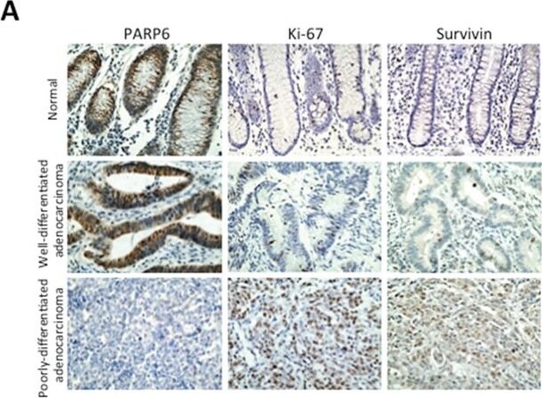 Survivin Antibody - BSA Free