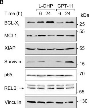 Survivin Antibody - BSA Free