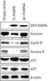 Survivin Antibody - BSA Free
