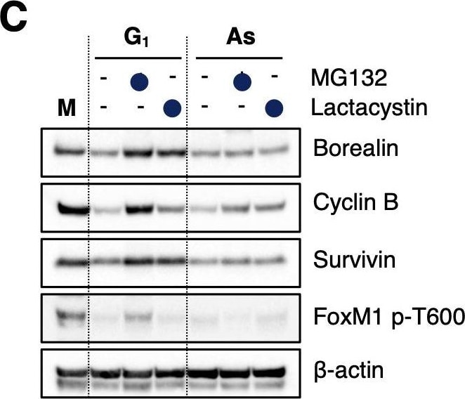 Survivin Antibody - BSA Free