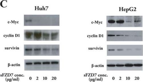 Survivin Antibody [HRP]