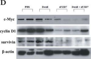 Survivin Antibody [HRP]