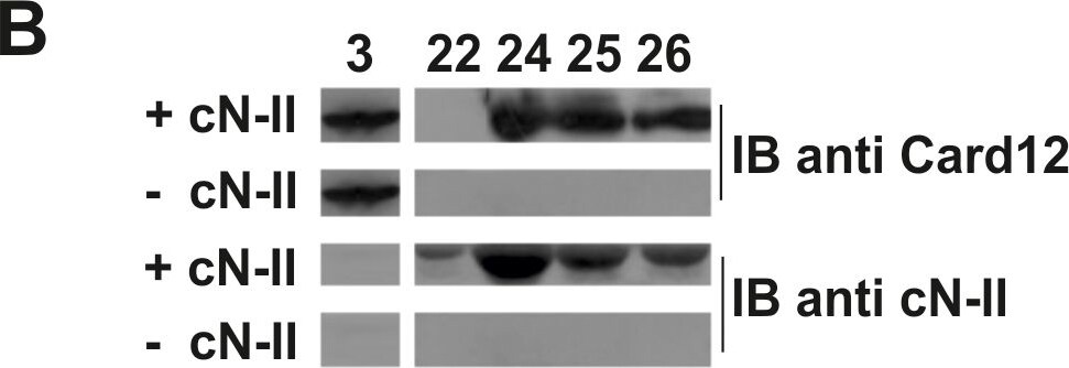 CARD12 Antibody - BSA Free