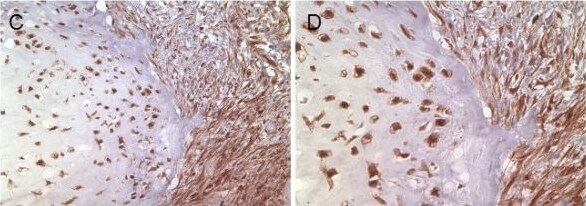 Survivin Antibody (32.1) - BSA Free