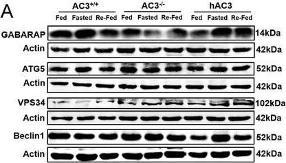 Beclin 1 Antibody - BSA Free