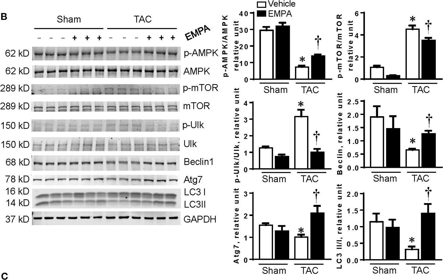 Beclin 1 Antibody - BSA Free