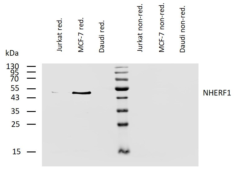 NHERF-1 Antibody (EBP-10) - BSA Free Western Blot: NHERF-1 Antibody (EBP-10) - BSA Free [NB500-488]