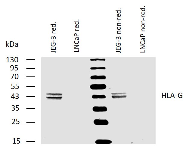 HLA G Antibody (MEM-G/4) - BSA Free Western Blot: HLA G Antibody (MEM-G/4) - BSA Free [NB500-533]