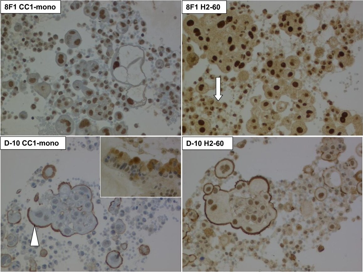 ERCC1 Antibody (8F1) - BSA Free