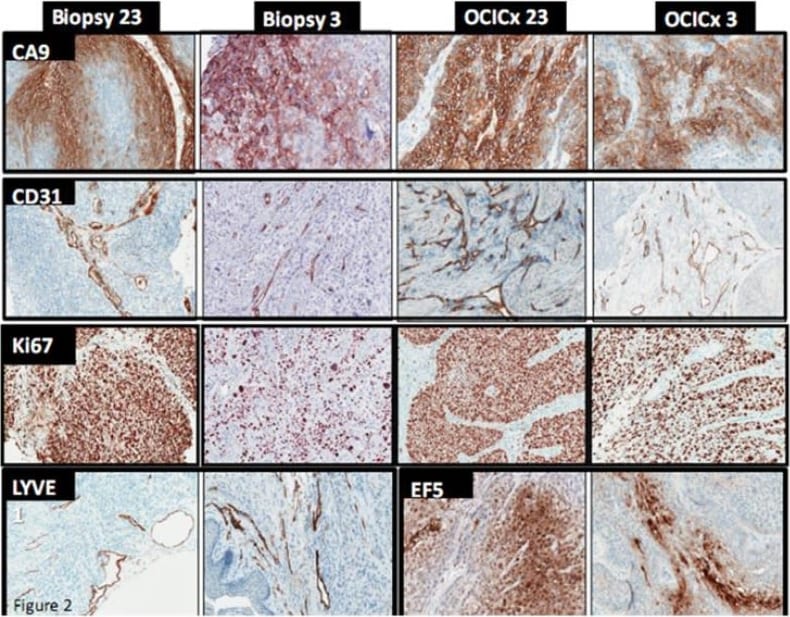 LYVE-1 Antibody
