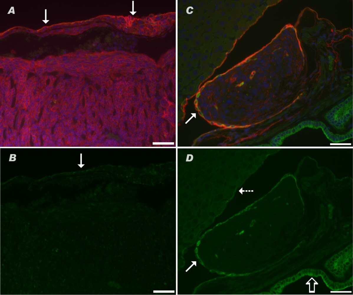Podoplanin Antibody (8.1.1) - BSA Free