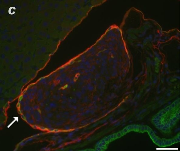 Podoplanin Antibody (8.1.1) - BSA Free