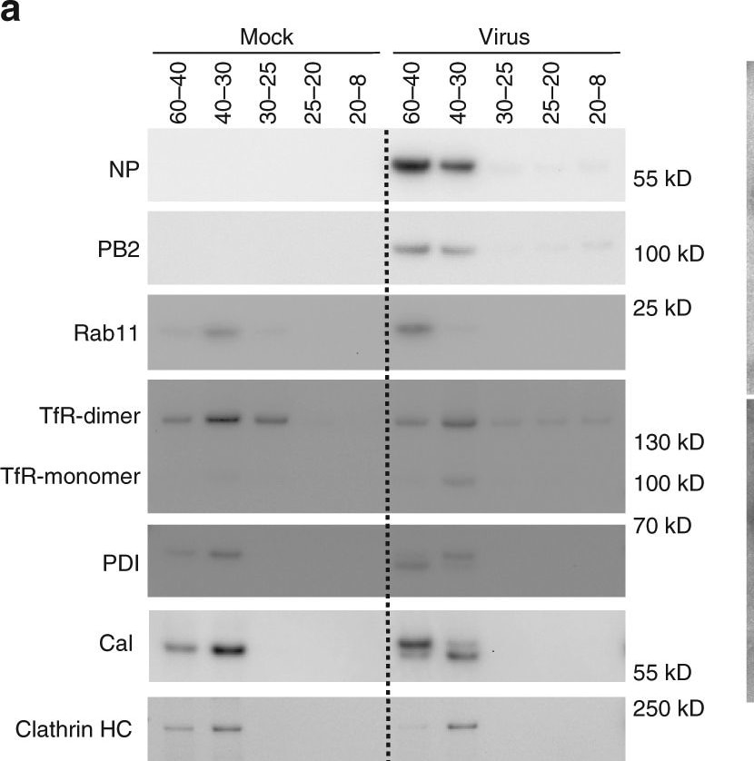 Calreticulin Antibody - BSA Free