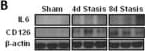 IL-6 Antibody - Azide and BSA Free